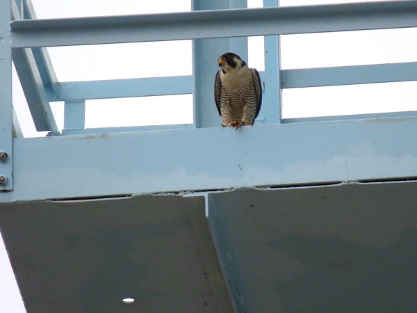 Peregrine at Green Tree water tower, 1 April 2014 (photo by Leslie Ferree)