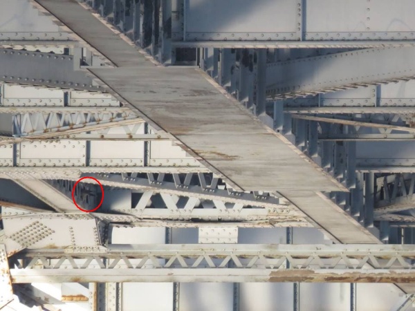 Peregrine looking inside a hole on the McKees Rocks Bridge, 31 March 2014 (photo by Leslie Ferree)