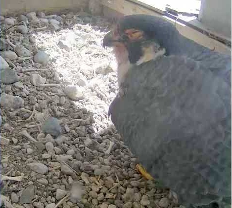 Belle with injuries from fight, Univ of Toledo bell tower, 11 April 2014 (photo from Univ.Toledo falconcam)