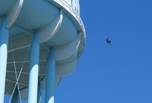 Peregrine flying to the Green Tree water tower (photo by Kate St. John)