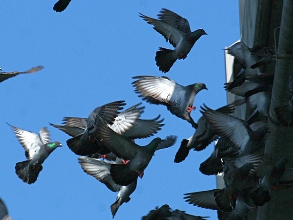 Rock pigeon flock (photo by Chuck Tague)