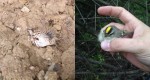 Song sparrow dead, Golden-crowed kinglet stunned by collisions (photos by Kate St. John and Shawn Collins)