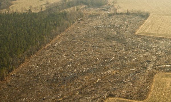 Aerial photo of clearcut from CCB bald eagle survey (photo from Center for Conservation Biology)
