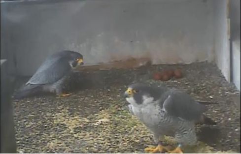 Dori and Louie take turns at the nest on the Gulf Tower (photo from the National Aviary falconcam at Gulf Tower)