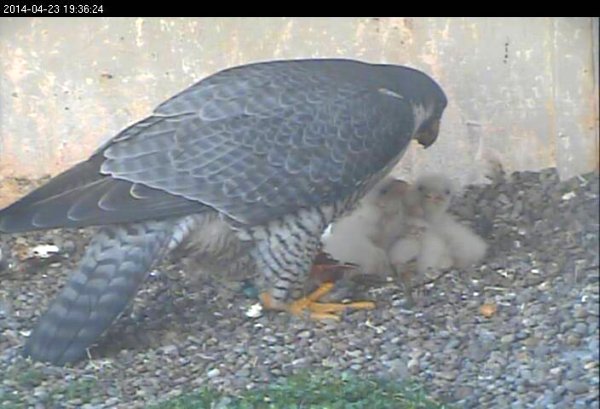 Dori and five chicks, 23 April 2014 (photo from the National Aviary falconcam at Gulf Tower)