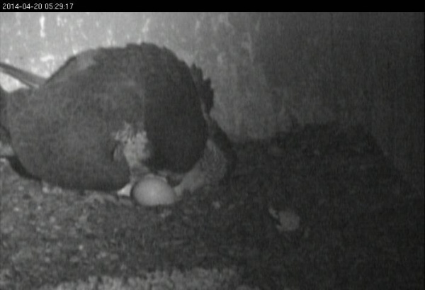 Gulf Tower peregrines, first hatched egg, 20 April2014 (photo from the National Aviary falconcam at Gulf Tower)
