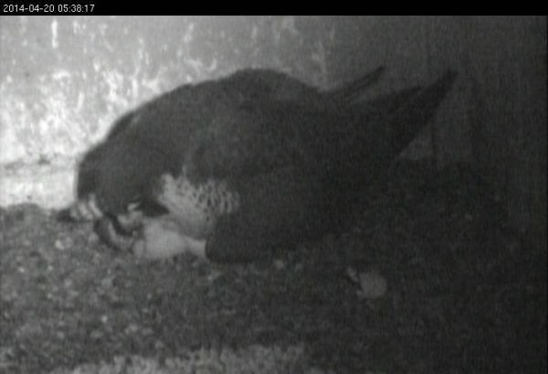 First chick at Gulf Tower, 2014 (photo from the National Aviary falconcam at Gulf Tower)