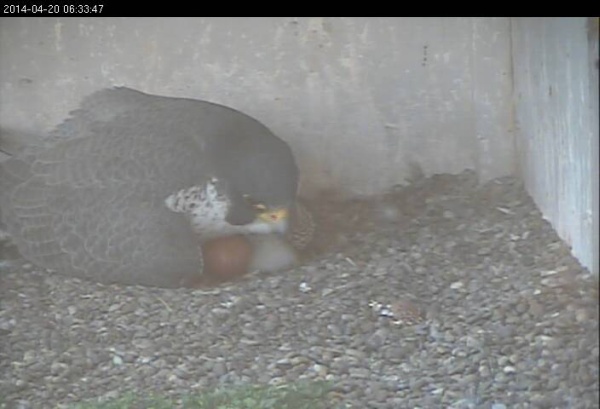 First hatchling, 20 April 2014 (photo from the National Aviary falconcam at Gulf Tower)
