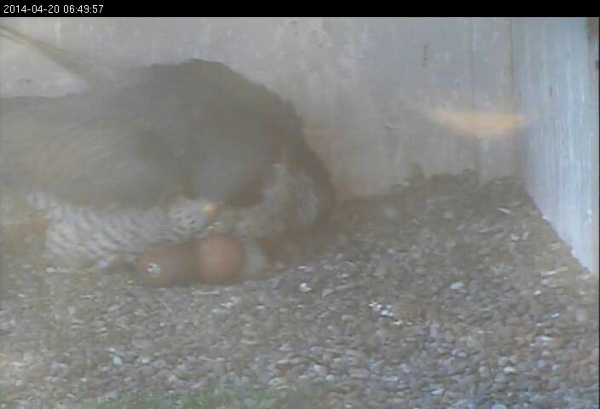 Gulf Tower 2nd egg with pip visible at front (photo from the National Aviary falconcam at Gulf Tower)