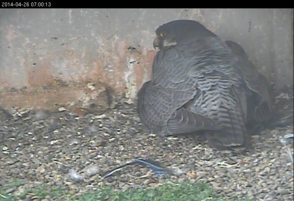 Dori shelters her 5 chicks, 26 Apr 2014 (photo from the National Aviary falconcam at Gulf Tower)