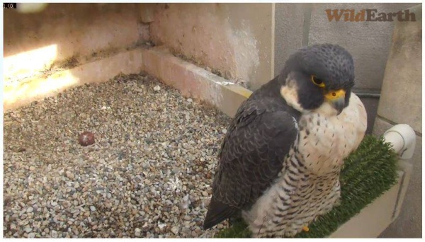 Dorothy with one old egg, 3 April 2014 (photo from the National Aviary falconcam at Univ of Pittsburgh)