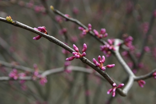 Redbuds in bud, 18 April 2014 (photo by Kate St. John)