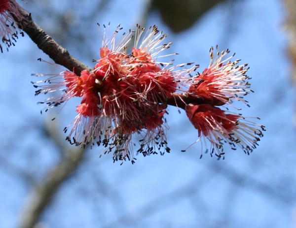 Red maple flowers, 10 April 2014 (photo by Kate St. John)