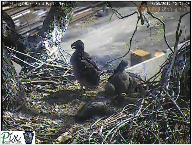 Pittsburgh Hays eaglets, 6 May 2014 (photo from the Pittsburgh Hays eaglecam by PixController)