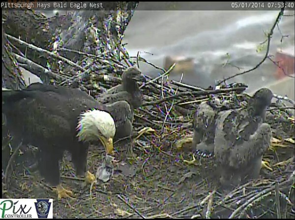Bald eagle at the Hays nest feeds a rat to her young (snapshot from Pittsburgh Hays Eaglecam by PixController)