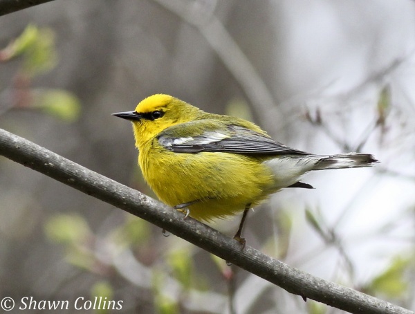Blue-winged warbler (photo by Shawn Collins)