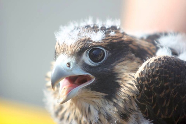 Peregrine chick banded at the Tarentum Bridge (photo by Sean Dicer)