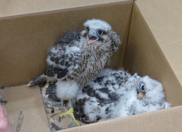 Three Gulf Tower chicks after banding (photo by Kate St. John)