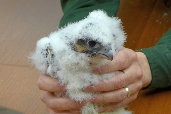Peregrine chick from the Gulf Tower nest, Banding Day, 20 May 2014 (photo by Kate St. John)