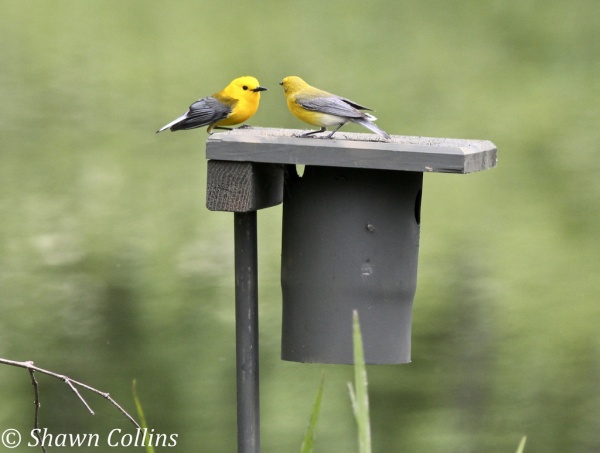 A pair of prothonotary warblers, Conneaut Marsh (photo by Shawn Collins)