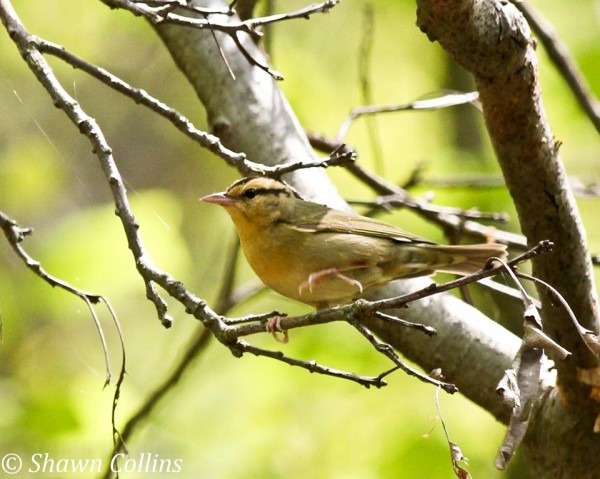 Worm-eating warbler near Sarah Furnace Rd, 18 May 2014 (photo by Shawn Collins)