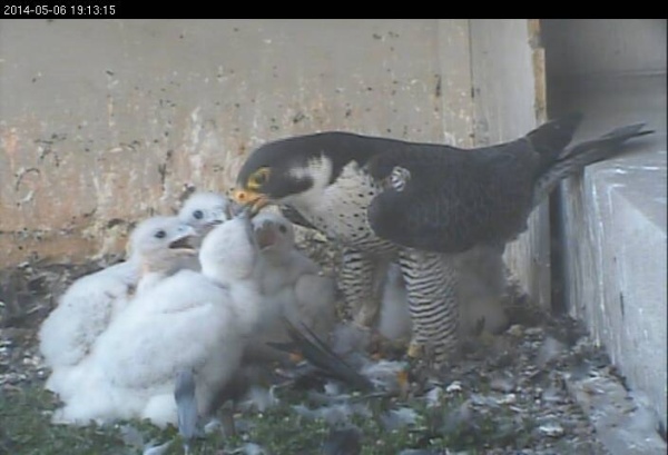 Gulf Tower chicks eat dinner, 6 May 2014 (photo from the National Aviary falconcam at Gulf Tower)