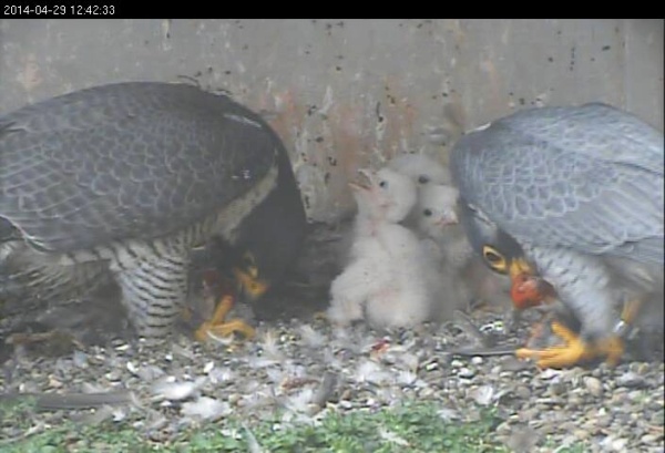 Both peregrine parents feed five nestlings (snapshot from the National Aviary falconcam at Gulf Tower)