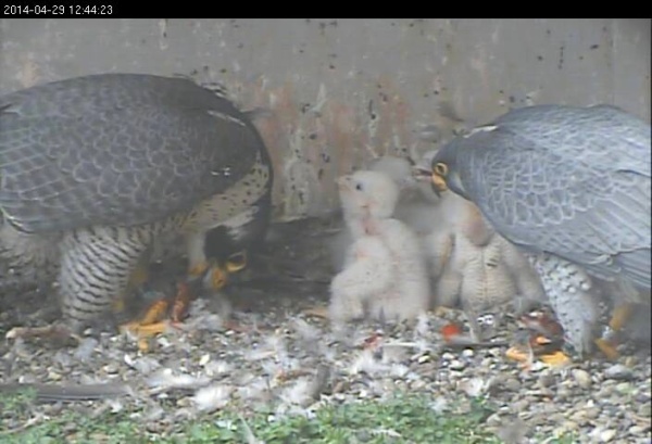 Both parents feed five peregrine nestlings (snapshot from the National Aviary falconcam at Gulf Tower)