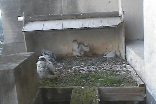 Gulf Tower peregrine chicks, 17 May 2014 (photo from the National Avairy falconcam at Gulf Tower)