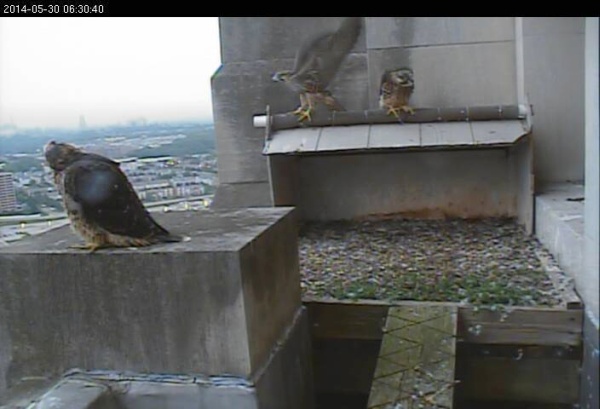 Third peregrine chick about to take off, 6:30am May 30 (photo from the National Aviary falconcam at Gulf Tower)