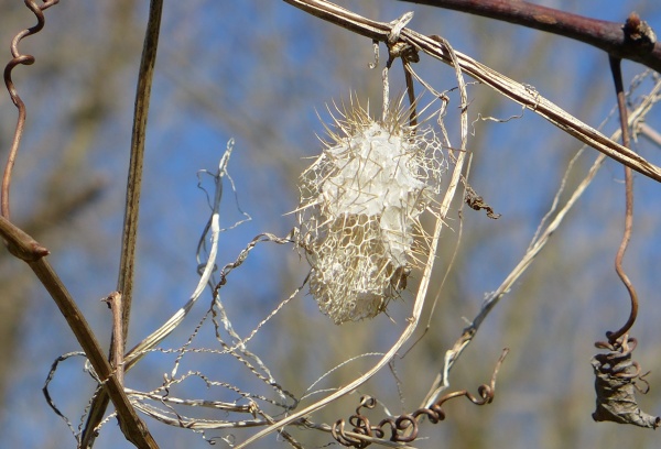 Wild cucumber seed pod found in the spring (photo by Kate St. John)