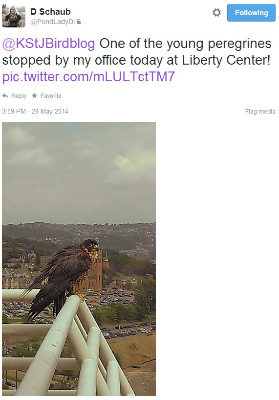 Peregrine fledgling at Liberty Center (photo and Tweet from @PondLadyDi)