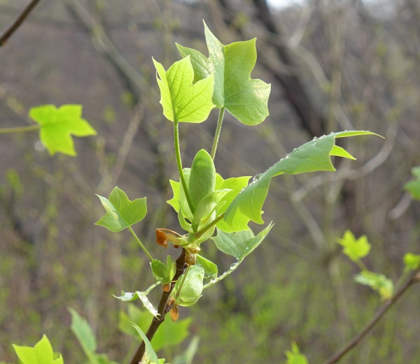 Tulip tree leaf-out, 1 May 2014 (photo by Kate St. John)