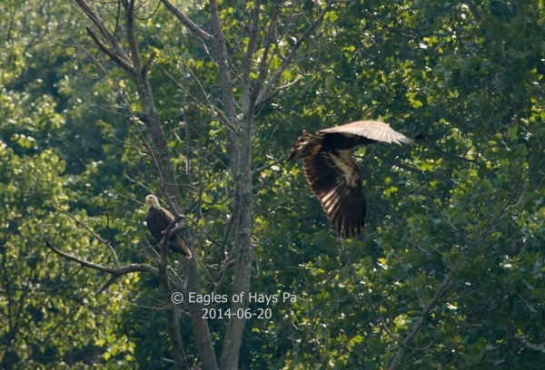 Eaglet #3 flies past his mom on Fledge Day (photo by Dana Nesiti)