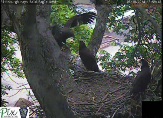 Juvenile bald eagles at the Hays nest, 11 June 2014 (photo from the PixController eaglcam atHays)