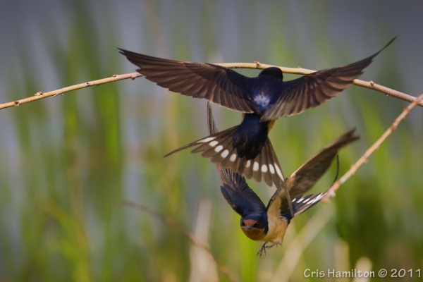 Barn swallows in flight (photo by Cris Hamilton)