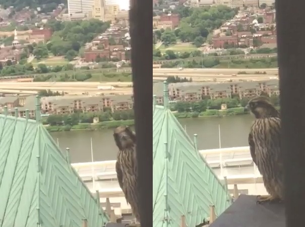 Two snapshots, juvenile peregrine on US Steel Tower ledge (photos by Patti Mitsch)