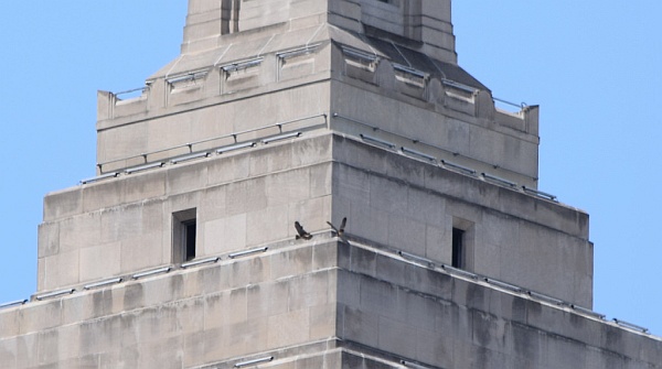 Two fledglings exercise their wings on the Gulf Tower pyramid roof, 31 May 2014 (photo by Anne Marie Bosnyak)