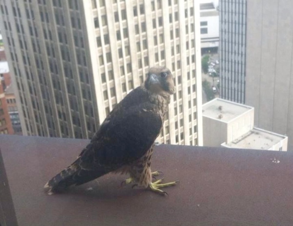 Peregrine fledgling outside a window of the USSteel Tower, 4 June 2014 (photo by Anonymous)