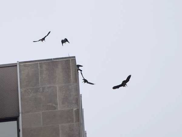 Five peregrines in Downtown Pittsburgh, 21 June 2014 (photo by Anne Marie Bosnyak)