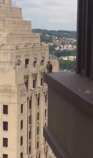 Peregrine leftovers on the ledge, U.S. Steel Tower (photo by Patti Mitsch)