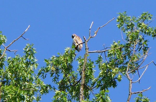 Red-tailed hawk at Prospect Circle, 31 May 2014 (photo by Kate St. John)