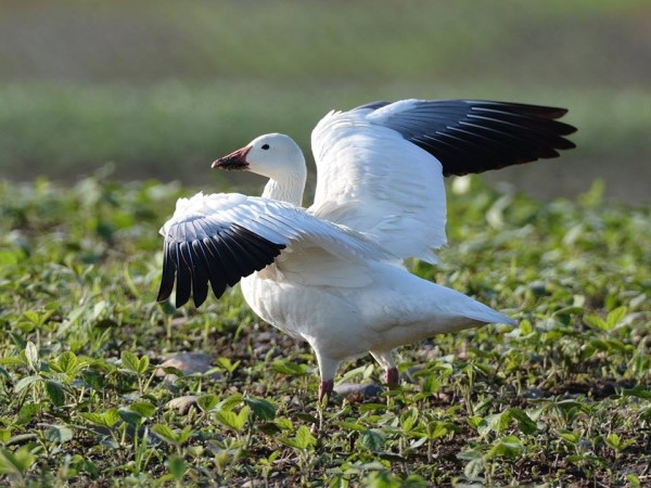 One of a pair of snow geese at Martin's Creek PP&L, June 2014 (photo by Jon Mularczyk) 