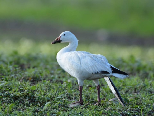 Snow goose with broken wing at Martin's Creek PP&L, June 2014 (photo by Jon Mularczyk)