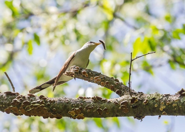 Yellow-billed Cuckoo eating a tentworm (photo by Robert Greene, Jr)