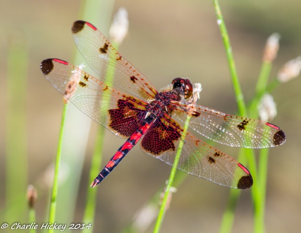 Calico pennant (photo by Charlie Hickey)