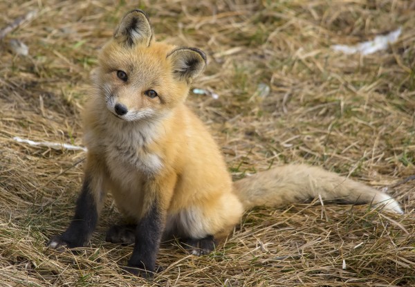 Red fox kit (photo by Dan Arndt)