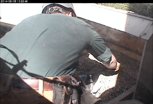 PGC's Tom Keller collects the unincubated egg at Pitt (photo from the National Aviary snapshot cam)