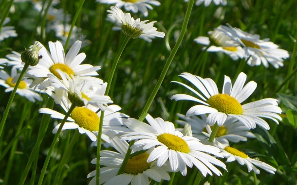 Daisies at the Bartlett meadow, 31 May 2014 (photo by Kate St. John)