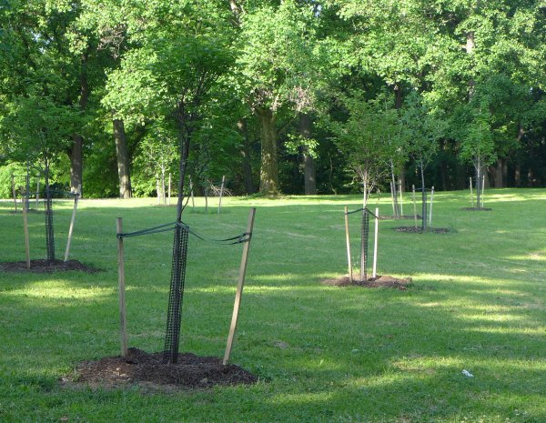 New trees planted at Prospect Circle, 31 May 2014 (photo by Kate St. John)